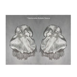 Get trendy with [Nololita Pre-order till Nov 2023] Dragon Queen Gothic Lolita Dress Set -  available at Peiliee Shop. Grab yours for $75 today!